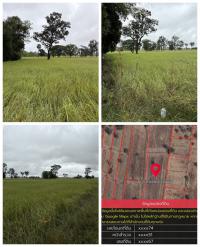 ด่วน ขายที่นา ราคาถูก อ.กันทรารมย์ จ.ศรีสะเกษ เนื้อที่ 12 ไร่ 2 งาน 62.6 ตร.ว.