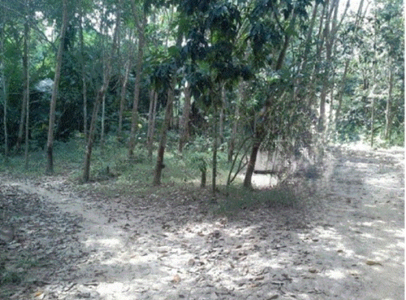 ที่ดินหลุดจำนอง ธ.ธนาคารกรุงเทพ สงขลา สะบ้าย้อย ทุ่งพอ