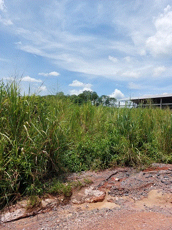 ที่ดินหลุดจำนอง ธ.ธนาคารกรุงเทพ สุราษฎร์ธานี เมืองสุราษฎร์ธานี ขุนทะเล