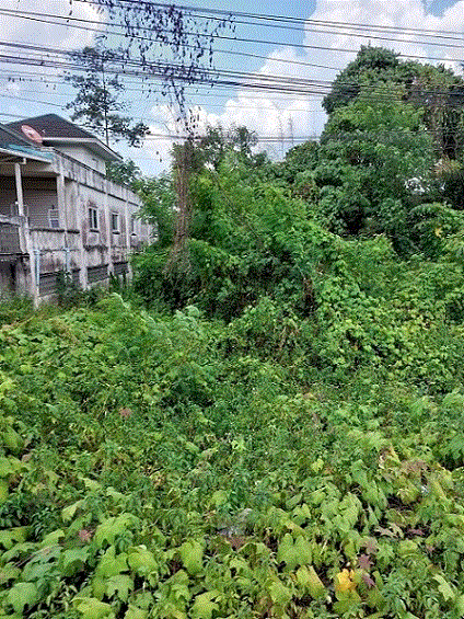 ที่ดินหลุดจำนอง ธ.ธนาคารกรุงเทพ   