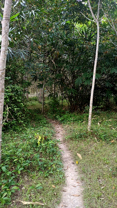 ที่ดินหลุดจำนอง ธ.ธนาคารกรุงเทพ   