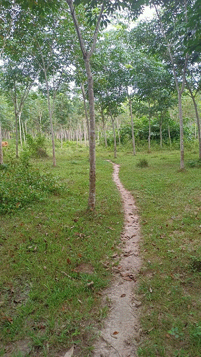 ที่ดินหลุดจำนอง ธ.ธนาคารกรุงเทพ   