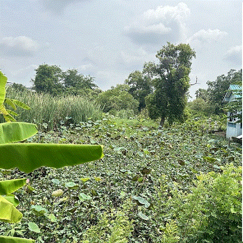 ที่ดินหลุดจำนอง ธ.ธนาคารกรุงเทพ   