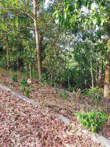 ที่ดินหลุดจำนอง ธ.ธนาคารกรุงเทพ ภูเก็ต กะทู้ กะทู้