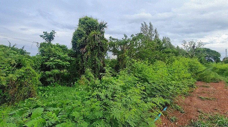 ที่ดินหลุดจำนอง ธ.ธนาคารกรุงเทพ พิษณุโลก พรหมพิราม ท่าช้าง